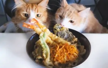 junskitchen cats